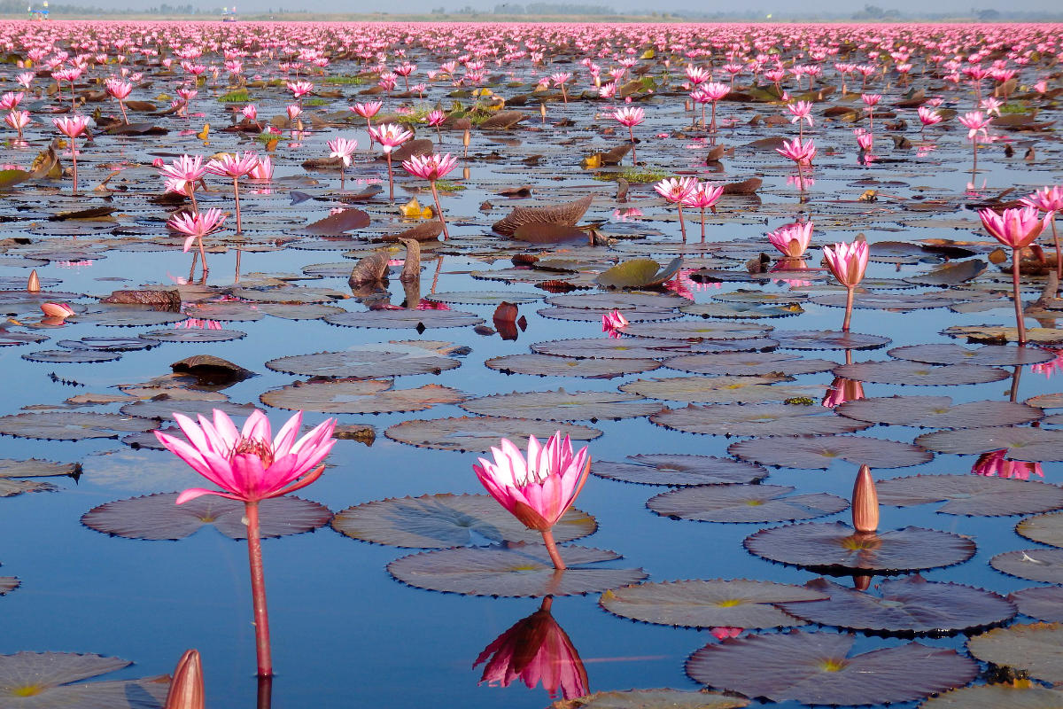 ทะเลบัวแดง